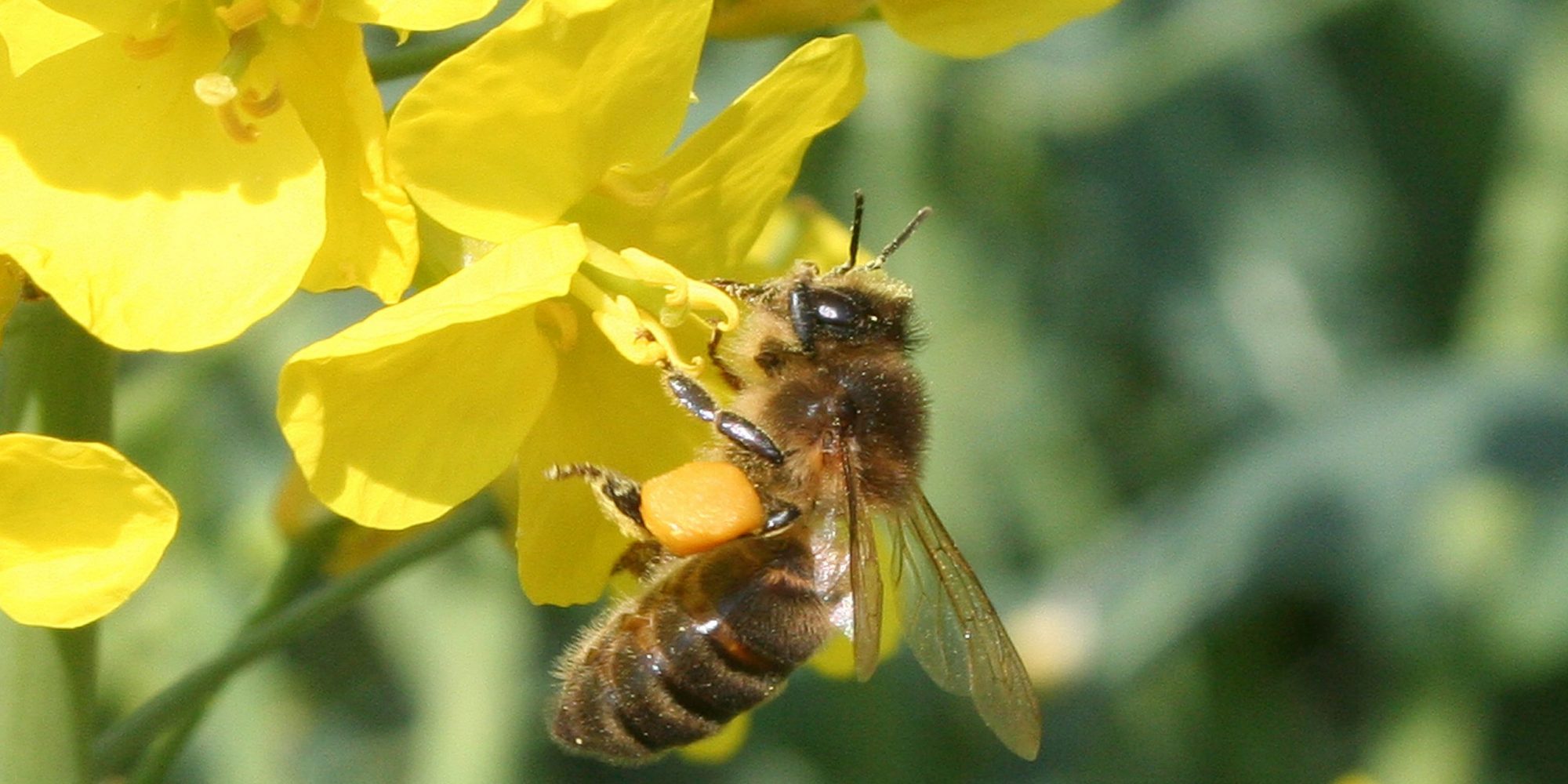 abeille colza