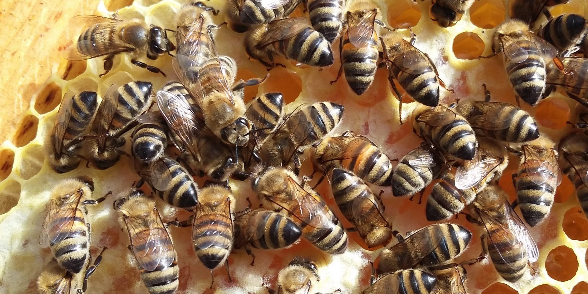 abeilles cadre-1